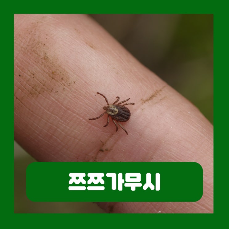  쯔쯔가무시 물린자국 증상 전염 털진드기 치료 단풍놀이 조심