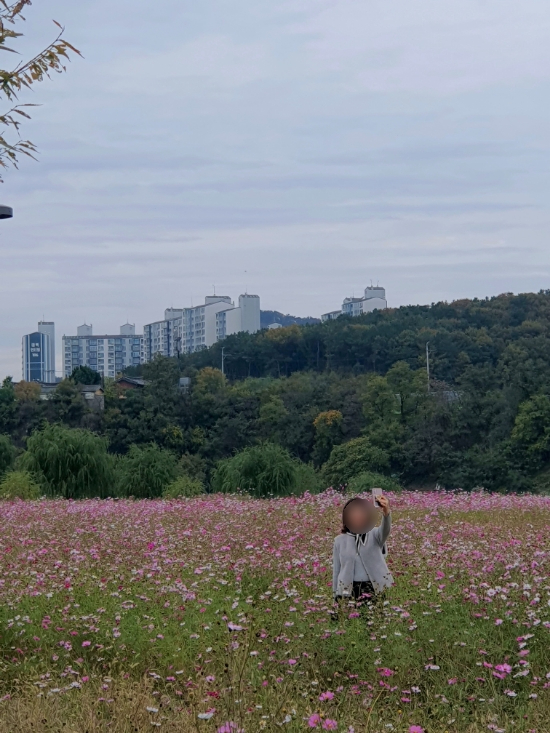 대구 산책로 잘돼있는 드라이브 갈만한 곳 , 하중도 금호꽃섬 대구 산책로 잘돼있는 드라이브 갈만한 곳 , 하중도 금호꽃섬