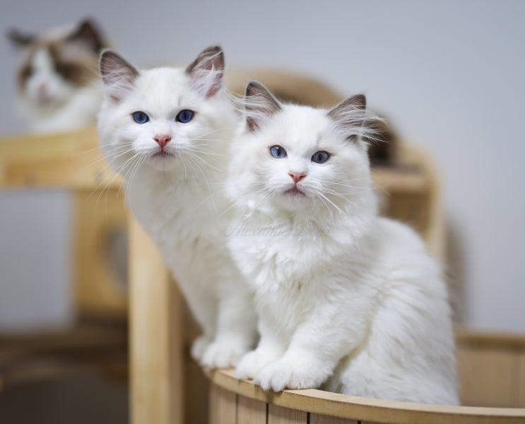  랙돌캐터리 4둥이 성장과정, 3개월 렉돌고양이 성격 특징 분양 기본정보
