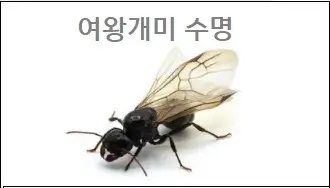  여왕개미 수명 여왕개미 날개 기능 참고하세요