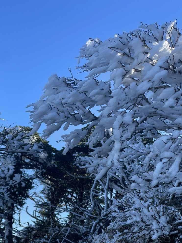 11월 7일 <b>한라산 백록담 상고대</b>