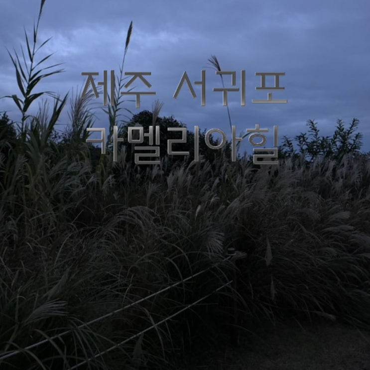  제주여행 가을 서귀포 가볼만한곳 카멜리아힐 11월 핑크뮬리
