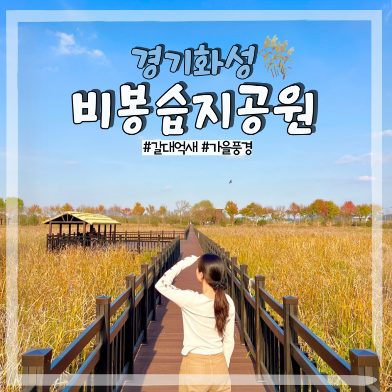 화성 11월 가볼만한곳 비봉습지공원 해설 프로그램 가을 갈대밭
