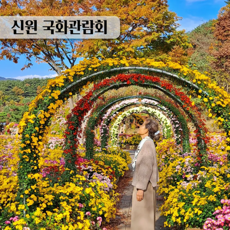  깊어가는 가을, 거창사건추모공원 신원 국화 관람회에서의 하루
