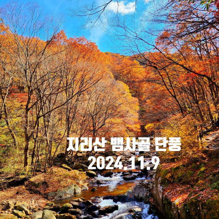 〔전북남원〕지리산 신선길 단풍과  지리산 뱀사골계곡 단풍 상황-2024년 11월 9일