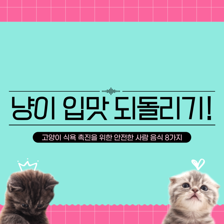  고양이 입맛 되돌리기! 고양이 식욕 촉진을 위한 안전한 사람 음식 8가지