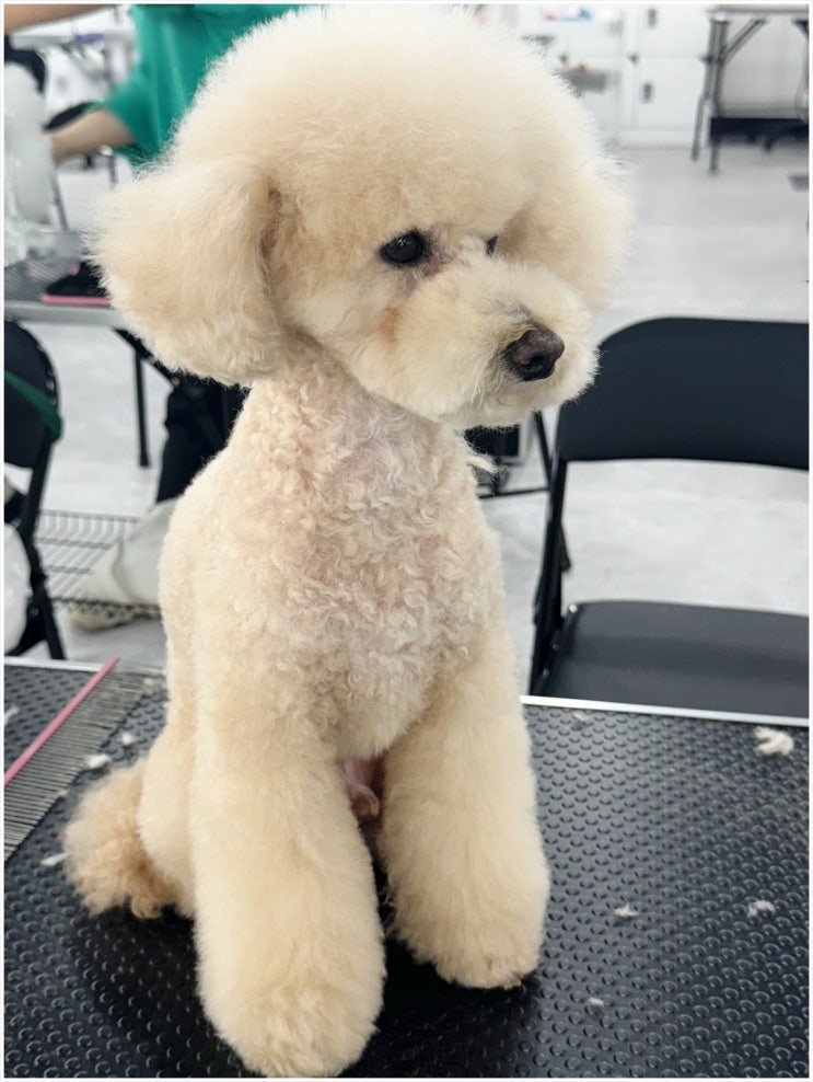  파주 강아지미용학원 이바우펫이 유명한 이유