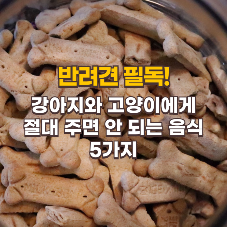  반려인 필독! 강아지와 고양이에게 절대 주면 안 되는 음식 5가지