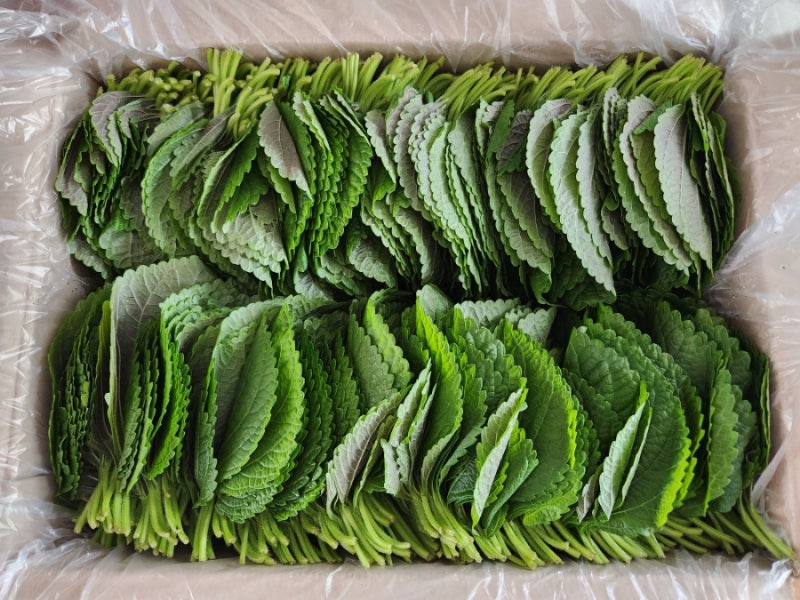 단풍깻잎 삭히기  가을 깻잎 소금물 삭히기