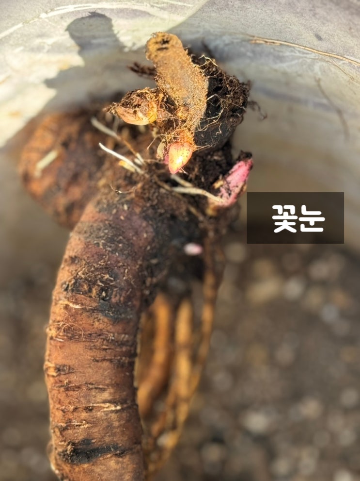 작약 구근 심기 가을 추식 노지월동 네델란드 사라베르나르트 심는 방법 작약 구근 심기 가을 추식 노지월동 네델란드 사라베르나르트 심는 방법