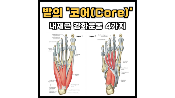  발 안정성을 위한 내재근 운동(영상0)