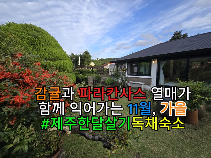 제주도 한달살기 독채, 11월 아름다운 가을 숙소 추천 제주도 한달살기 독채, 11월 아름다운 가을 숙소 추천