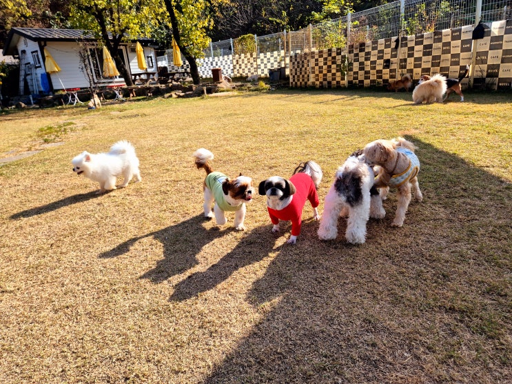  강남애견운동장 :) 천연잔디 애견동반카페 라드독