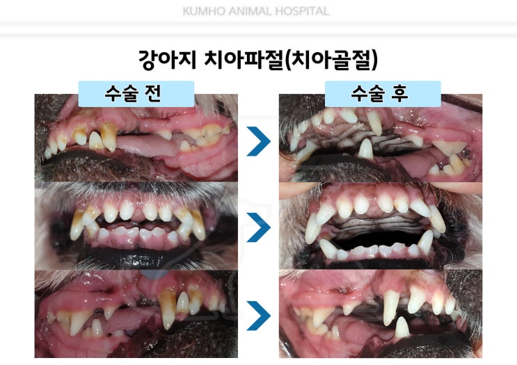  광주 강아지 치과 - 9살 강아지의 치아파절(치아 골절)로 인한 신경치료와 치과 검진 Case [광주 치과 동물병원, 금호동 동물병원, 강아지 치아파절, 강아지 신경치료]
