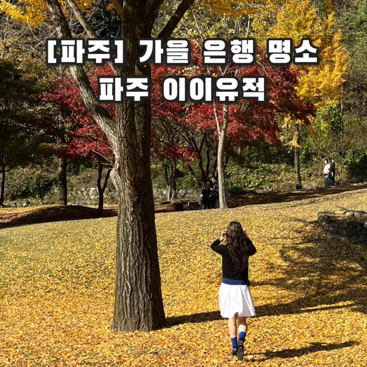  [파주] 서울 근교, 노란 은행나무 단풍 명소 이이 유적 산책 주차 입장료