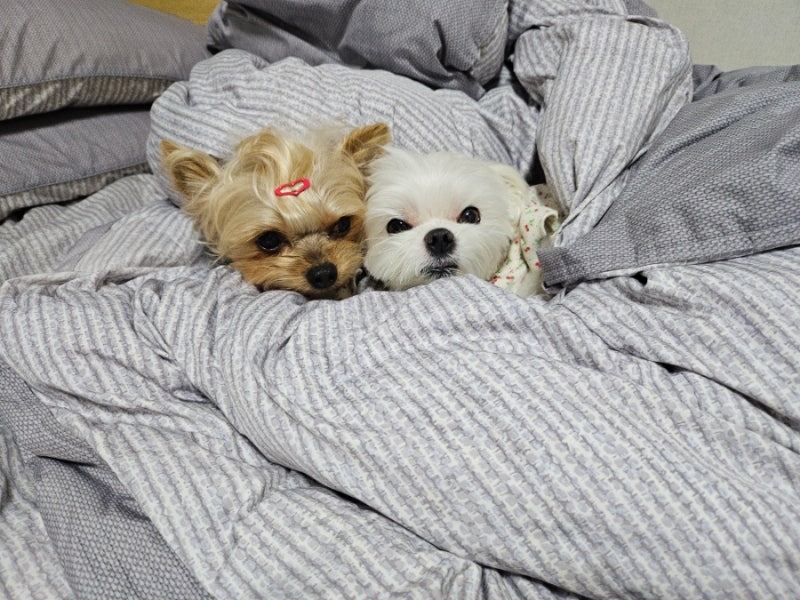사진 4