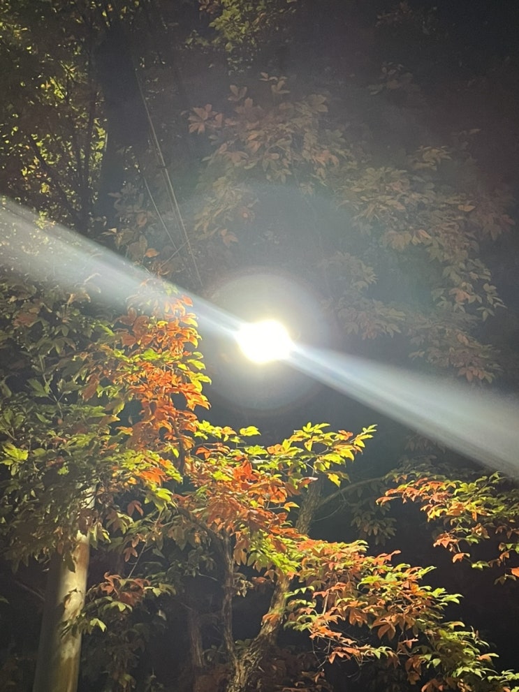 정리 - 중국 지방 <b>부채</b>, 피벗 투 시니어, <b>트럼프</b> 2기 물가