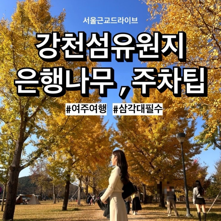  여주 강천섬 유원지에서 가을놀이 (은행나무, 주차꿀팁)