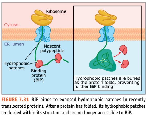  Translocated Protein과 Chaperone