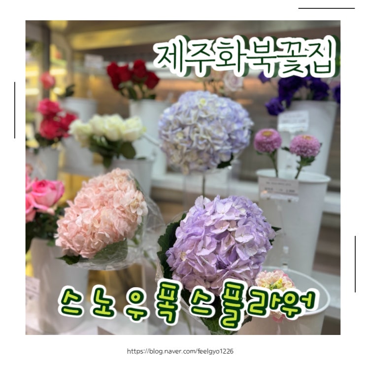  제주화북꽃집 꽃선물준비했어요 스노우폭스플라워제주화북점