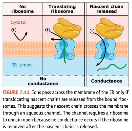  리보솜과 Translocon