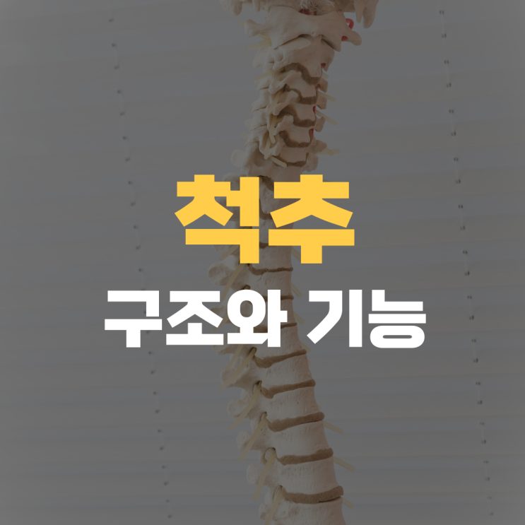경추부터 요추까지: 척추의 해부학적 구조와 기능 경추부터 요추까지: 척추의 해부학적 구조와 기능