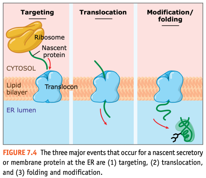  ER Membrane을 통해 이동하는 단백질