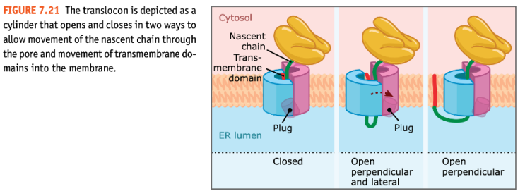  Transmembrane Protein의 이동