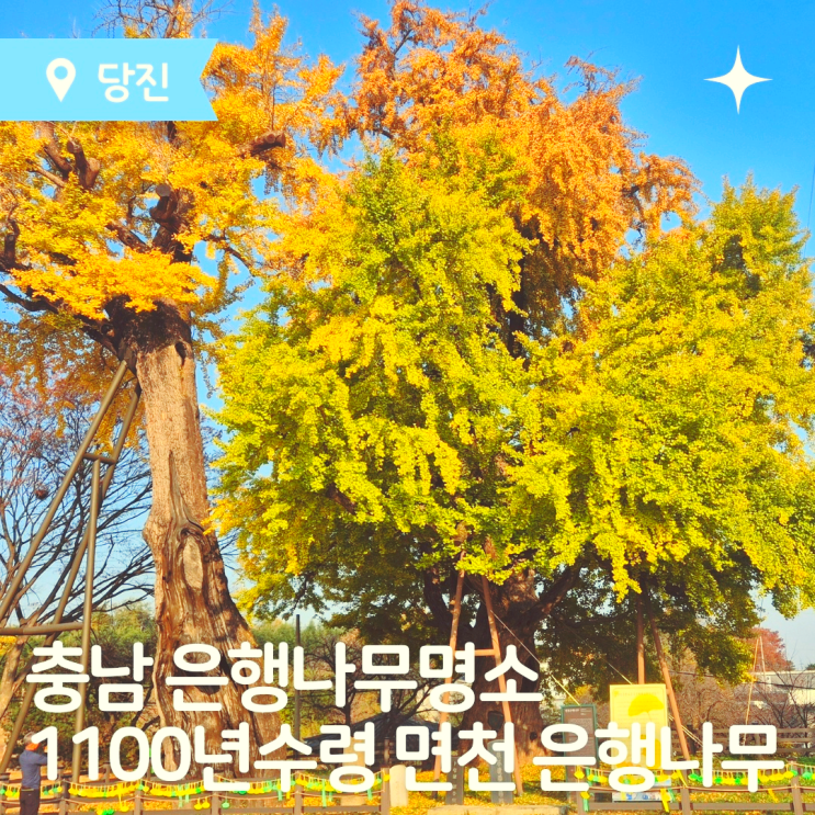  국내여행 충남 은행나무 명소 1100년 수령의 면천은행나무
