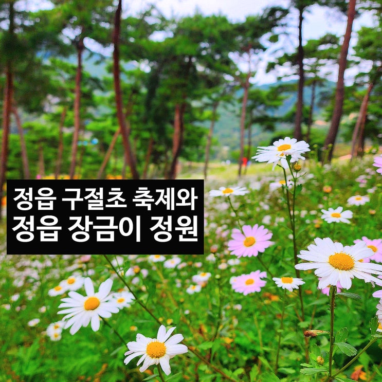 〔전북정읍〕정읍 구절초 공원 구절초와 코스모스 -정읍 산내 장금이 정원(꽃밭) 코스모스와 억새-제17회 구절초 축제 기간 24.10.3~10.13-구절초 축제 입장료 & 주차장