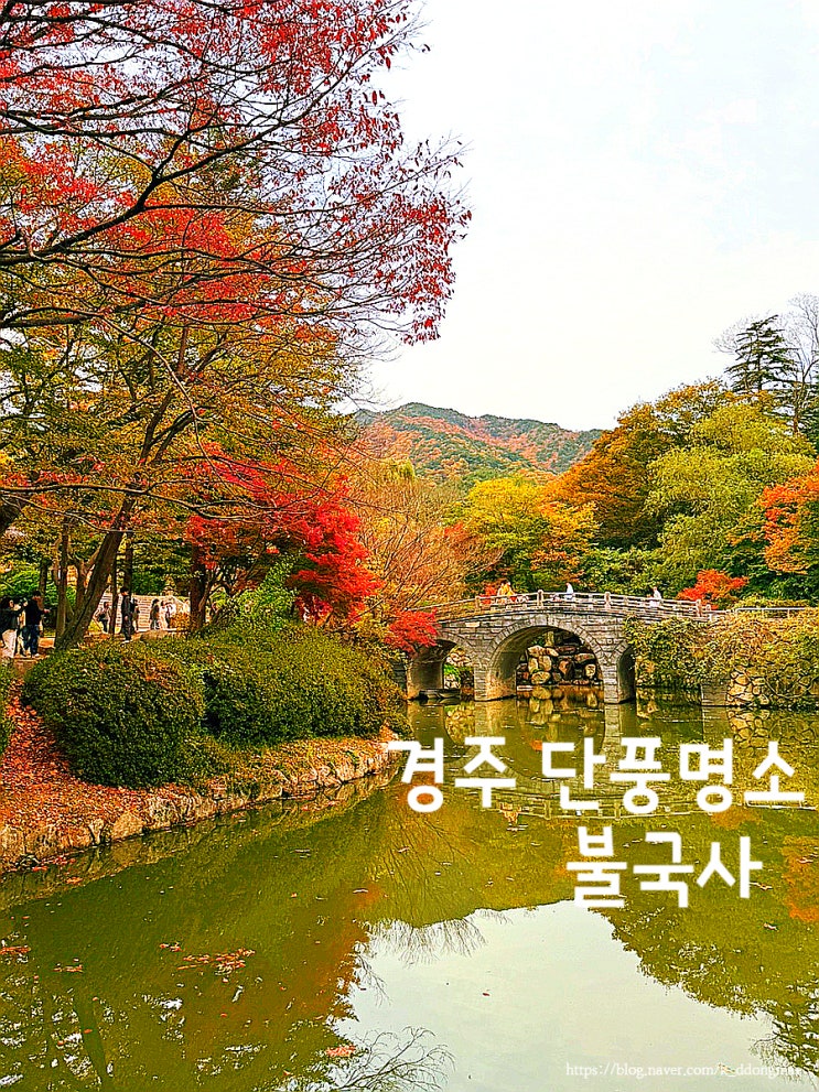  경주 당일치기 여행코스 '불국사' 경주 단풍명소 입장료 주차장