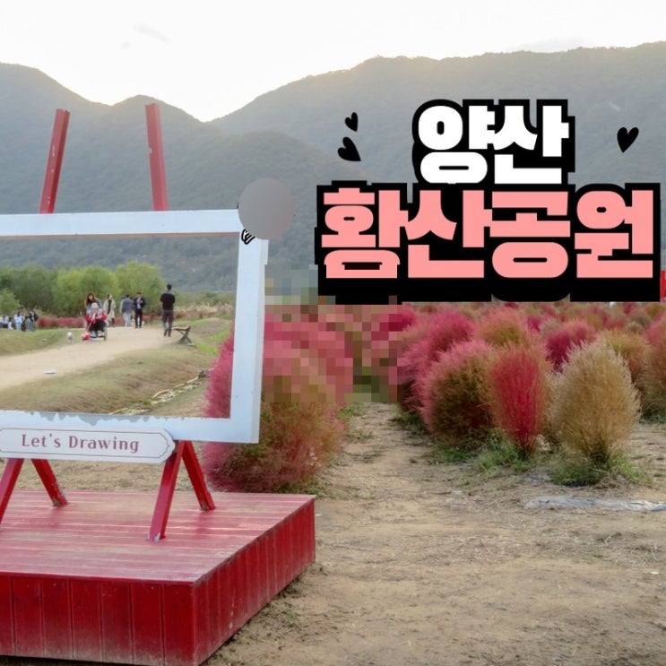  양산 황산공원 코스모스 댑싸리 국화축제