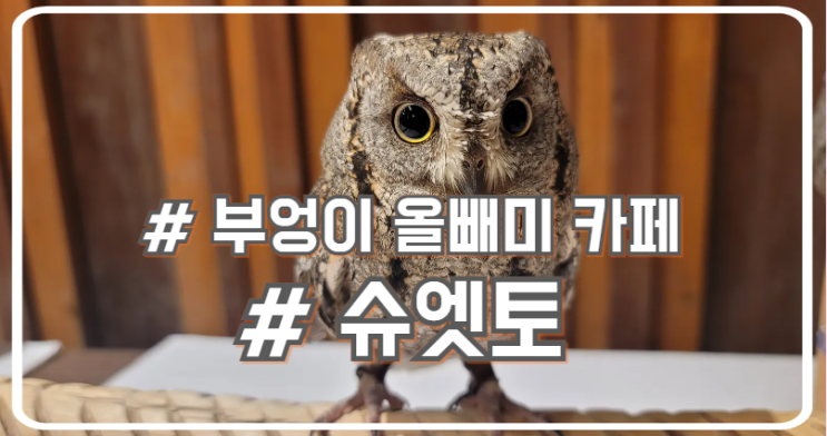  오사카 신사이바시 가볼만한 곳 부엉이 올빼미 카페 슈엣토 chouette