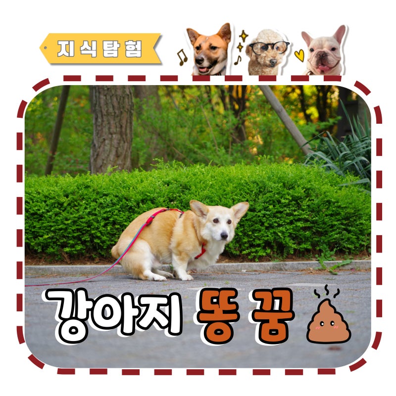 강아지 똥 꿈 싸는, 치우는 꿈, 먹는 꿈 해석
