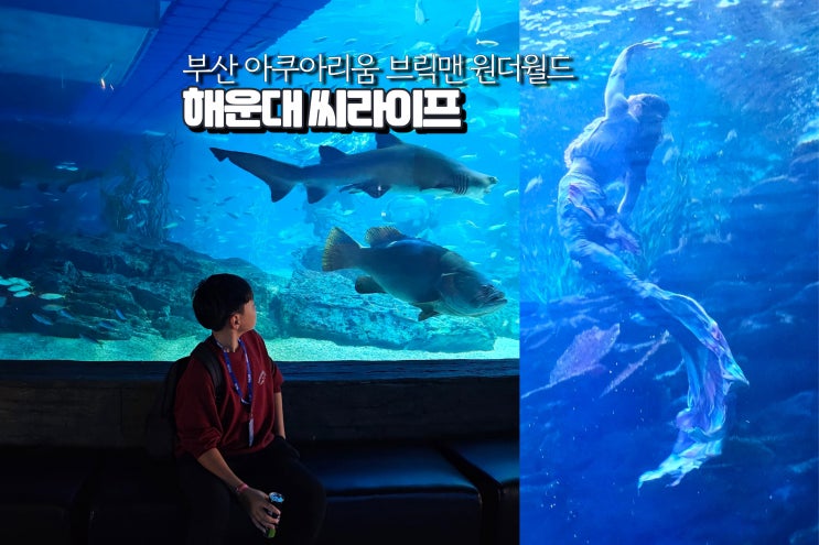  부산 해운대 실내 놀거리 아이와 가볼만한곳 씨라이프 아쿠아리움