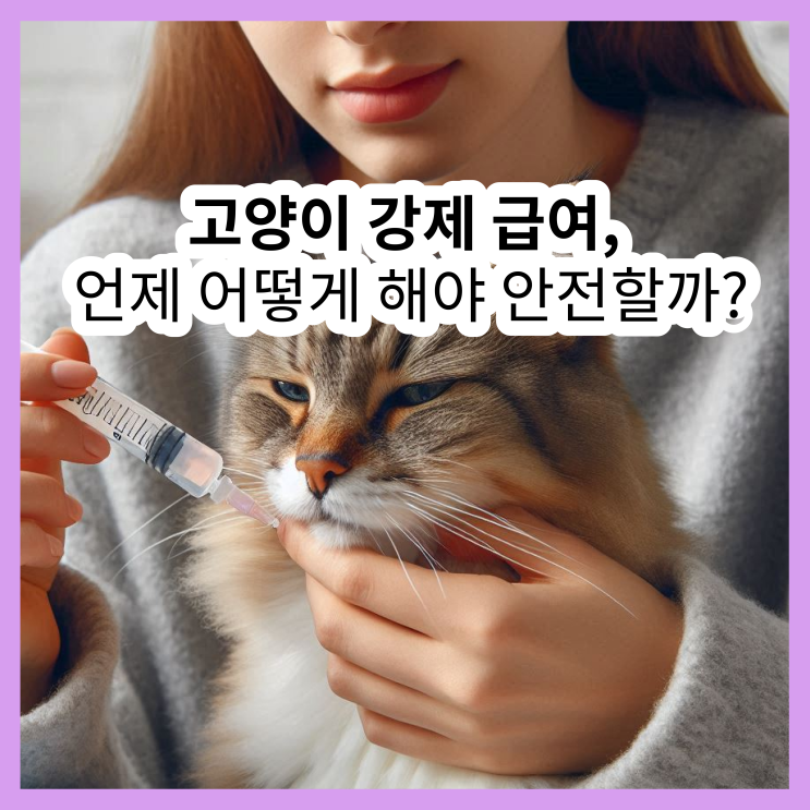  고양이 강급, 언제 어떻게 해야 안전할까?