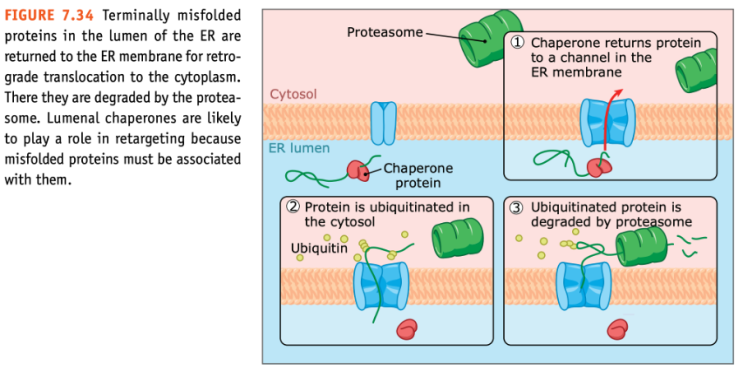  Misfolded Protein의 이동