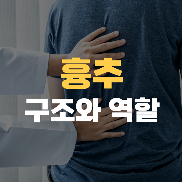흉추의 구조와 역할: 척추와 갈비뼈의 연결 흉추의 구조와 역할: 척추와 갈비뼈의 연결