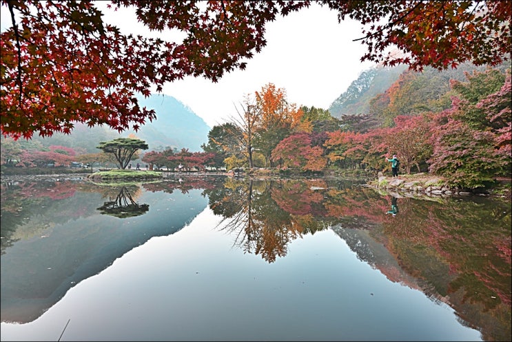  백암산 단풍산행(백양사 단풍시기, 단풍절정, 애기단풍, 주차정보)