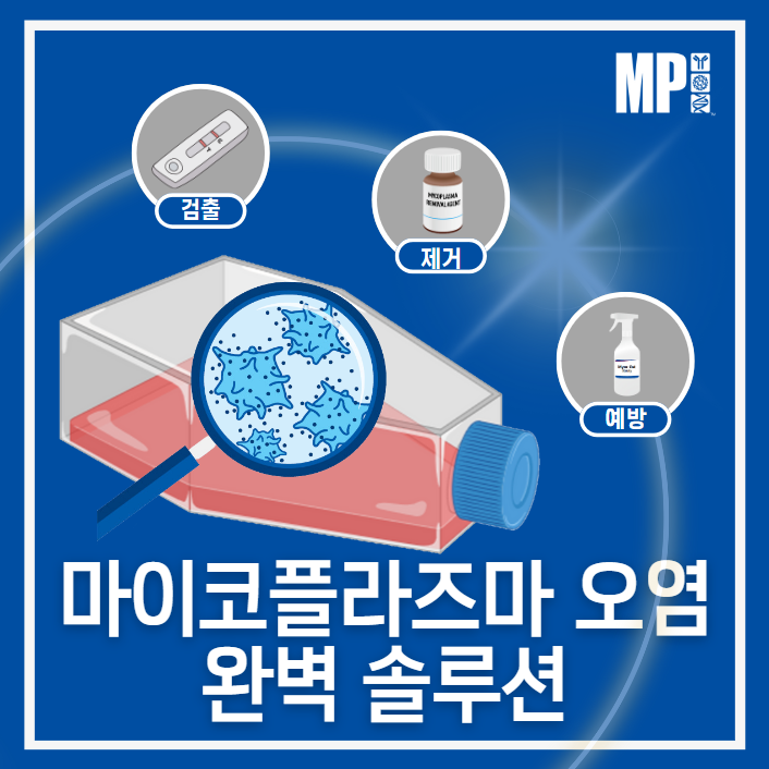  Mycoplasma Contamination : 마이코플라즈마 오염에 대한 완벽 솔루션 (검출, 제거, 예방)