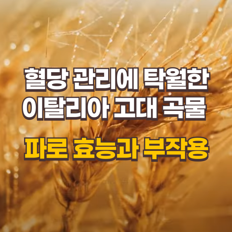  파로 효소 효능과 부작용: 혈당 관리에 탁월한 이탈리아 고대 곡물