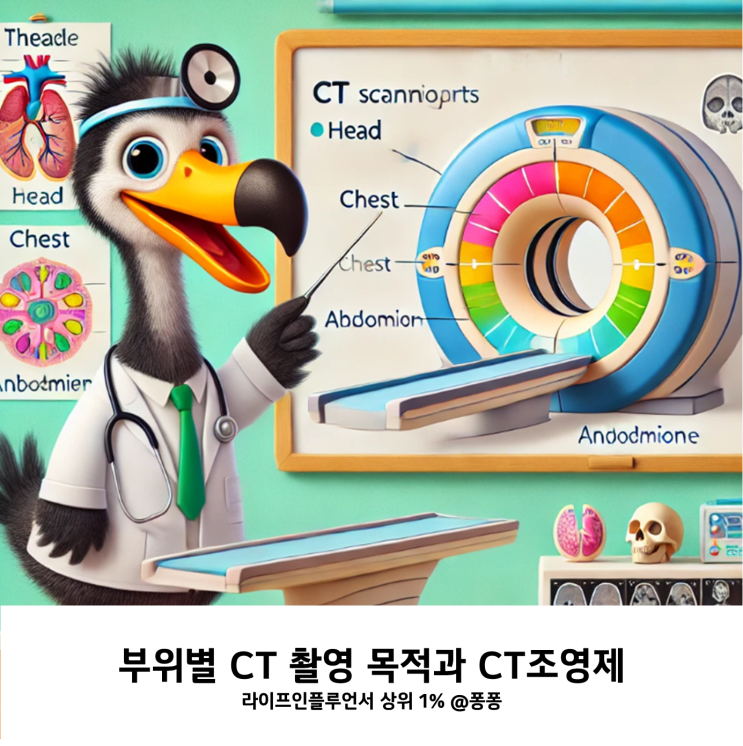  CT촬영 뇌 폐 간 심장 흉부 복부 경추 요추 CT 목적 CT조영제 주의점