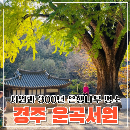  운곡서원 은행나무 300년 역사의 경주 가을여행