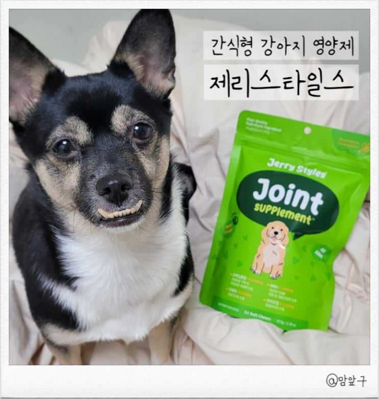  반려견 관절에 좋은 강아지 영양제 제리스타일스 Joint 추천