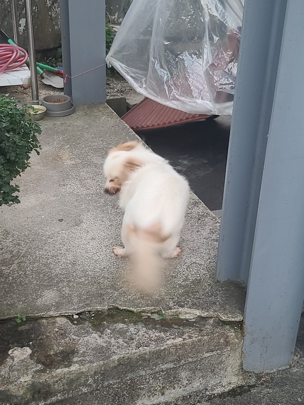 점봉정육점식당 사진 5