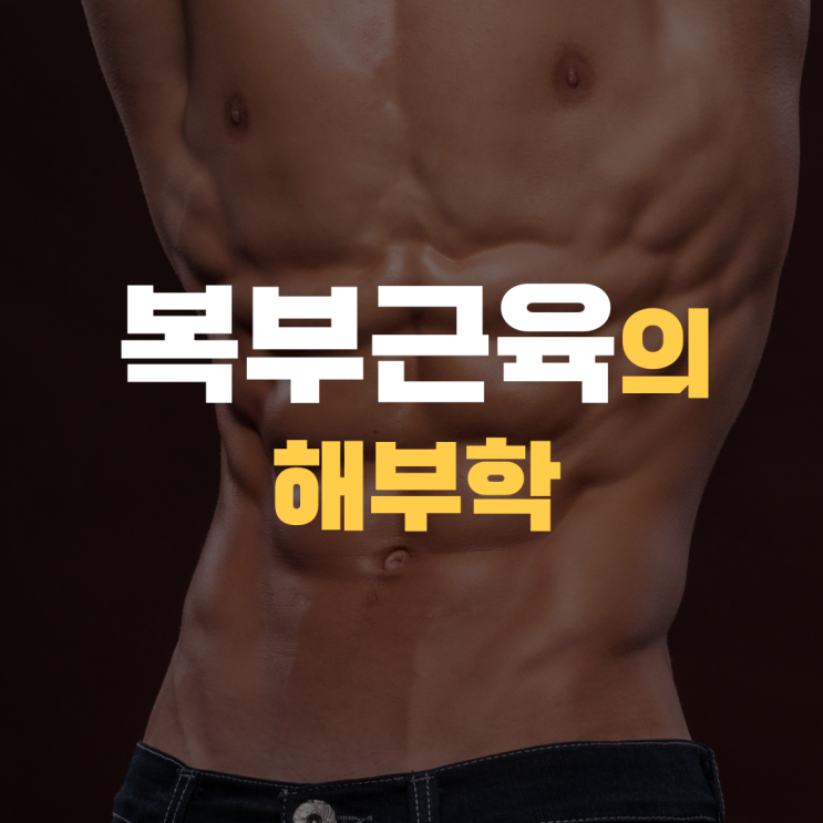 복부 근육의 해부학: 복직근, 복사근, 횡복근의 역할 복부 근육의 해부학: 복직근, 복사근, 횡복근의 역할