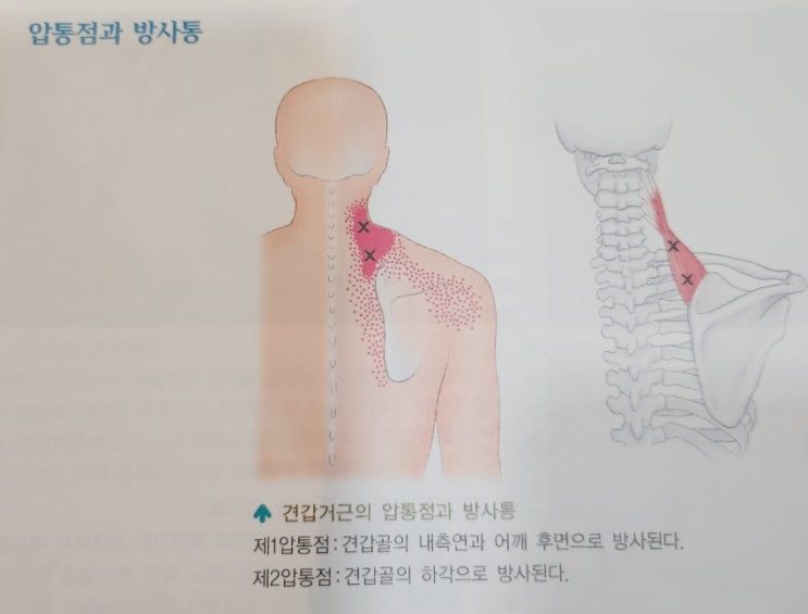  등관리 기본 근육
