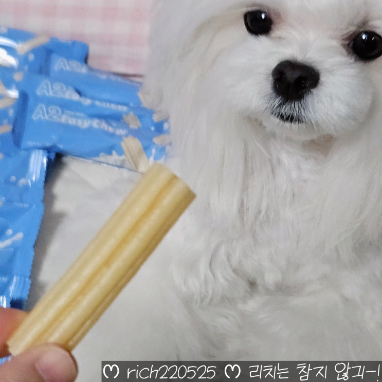  강아지우유껌 A2이지츄 치석제거껌 말티즈 후기