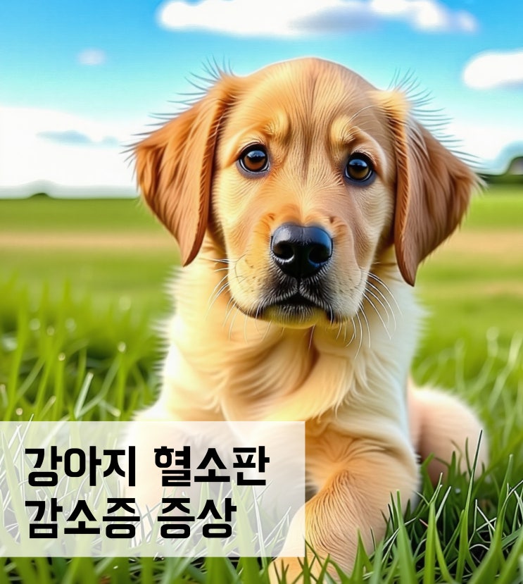  강아지 혈소판 감소증 원인과 증상