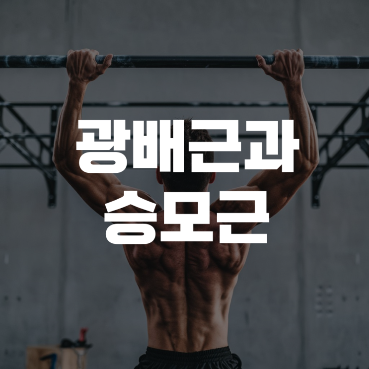 광배근과 승모근: 등 근육의 구조와 기능 광배근과 승모근: 등 근육의 구조와 기능